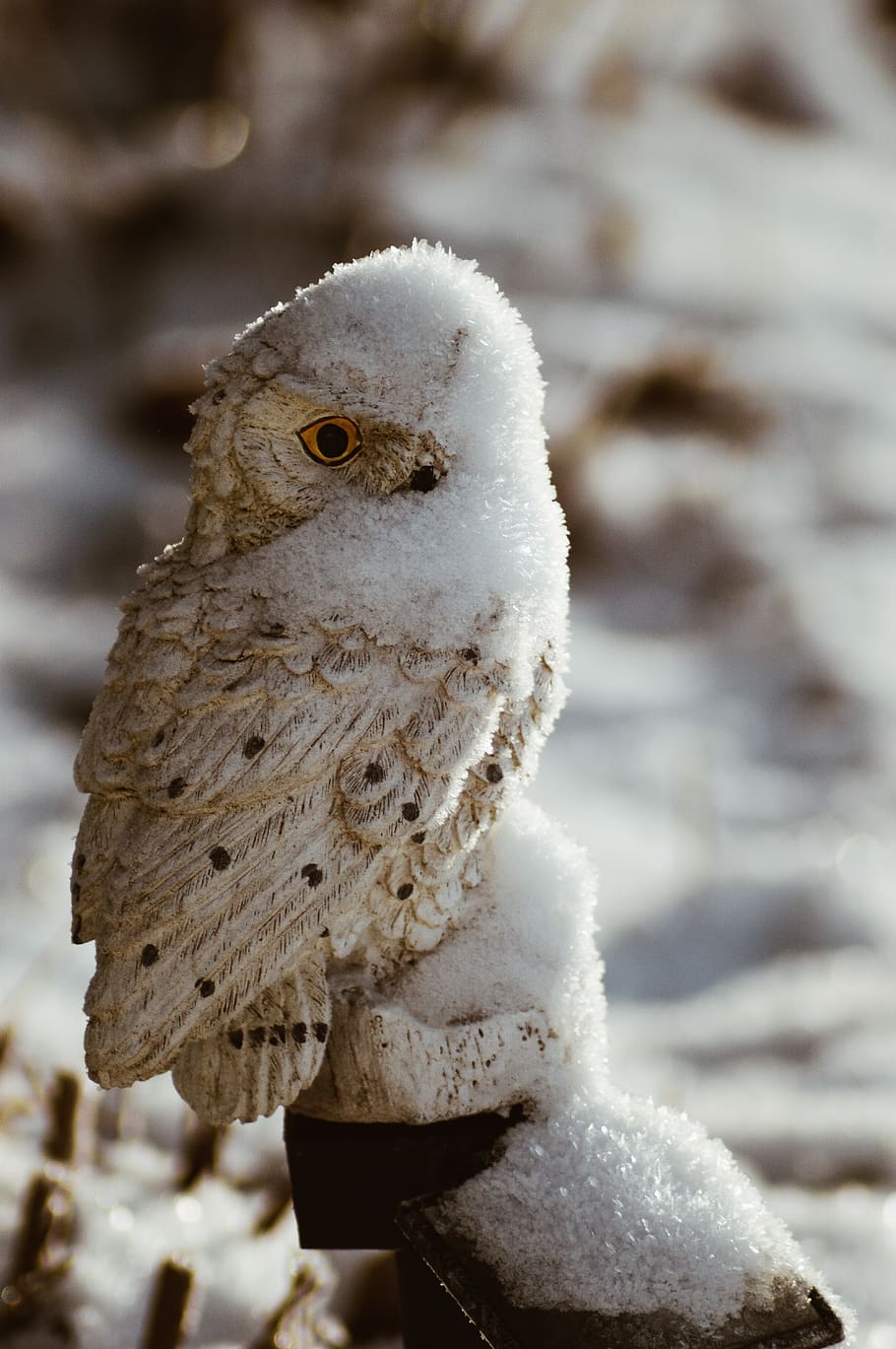 bird, animal, owl, outdoors, winter, snowman, nature, insect