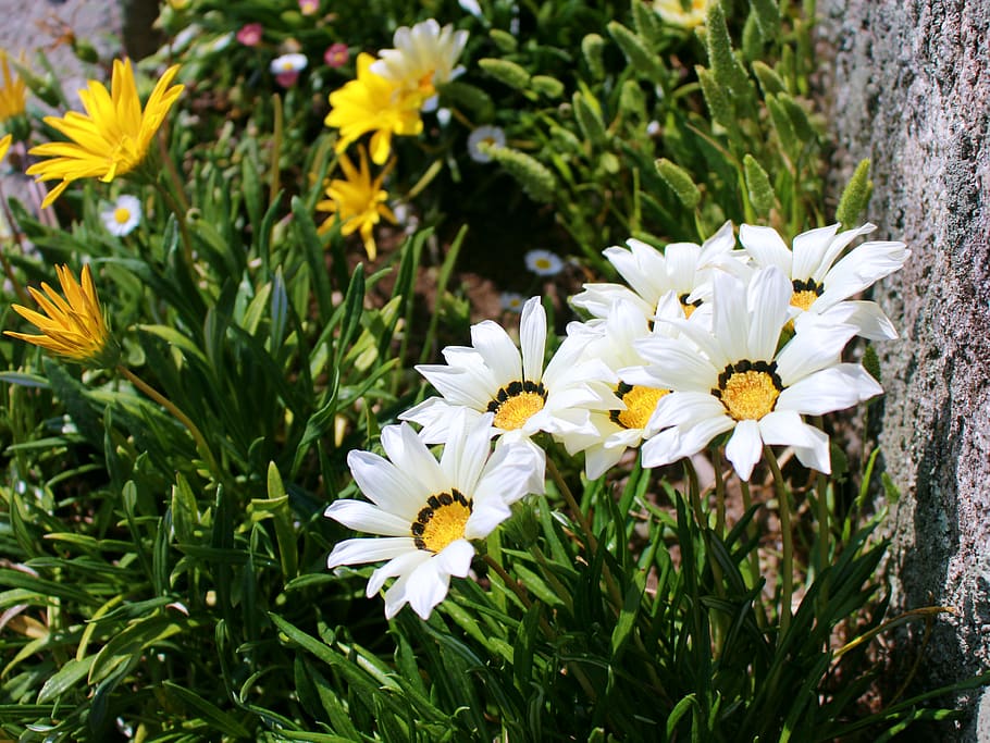 flowering plant, fragility, vulnerability, freshness, petal HD wallpaper