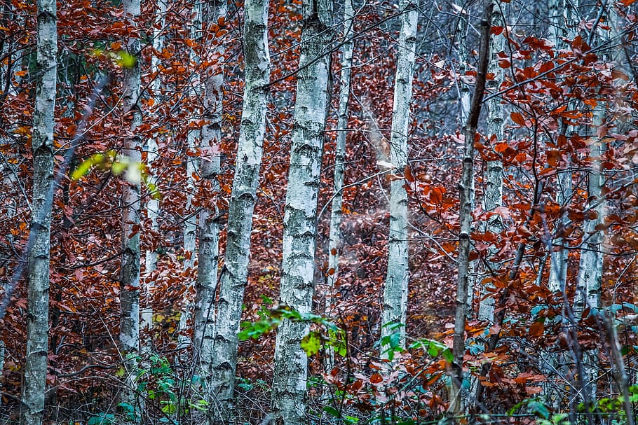 birch, birch forest, white bark, tree, gęstwina, deciduous forest HD wallpaper