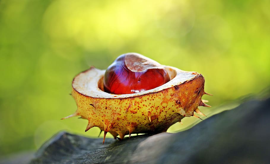 chestnut, macro, fruit, squirrel, food, nature, food and drink HD wallpaper