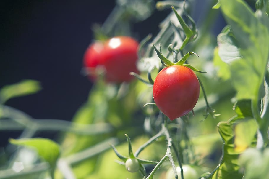 vegetable, plant, bokeh, sun, red, green, tomato, grape tomato HD wallpaper
