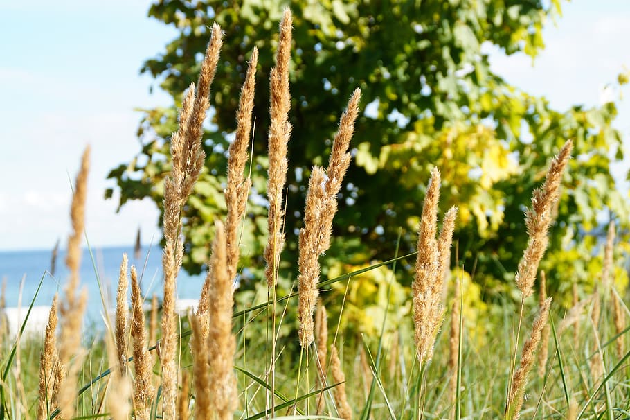 beach, grass, nature, plant, growth, focus on foreground, land HD wallpaper