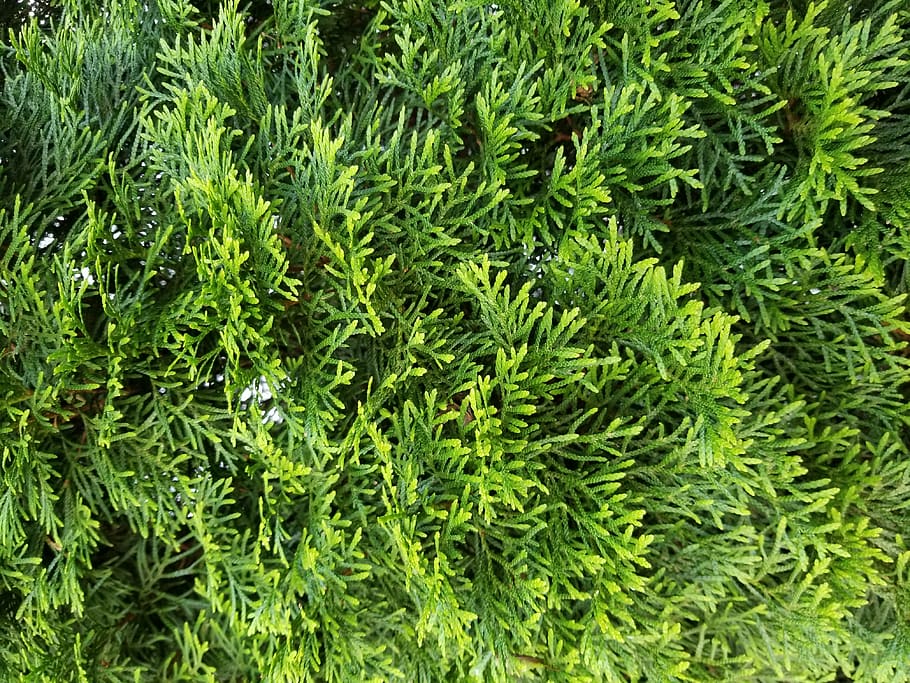 bush, leaf, leaves, texture, texture background, summer, green HD wallpaper
