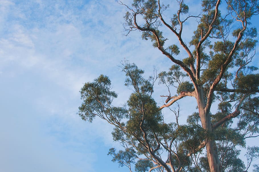 trees, sky, plant, low angle view, cloud - sky, growth, beauty in nature HD wallpaper