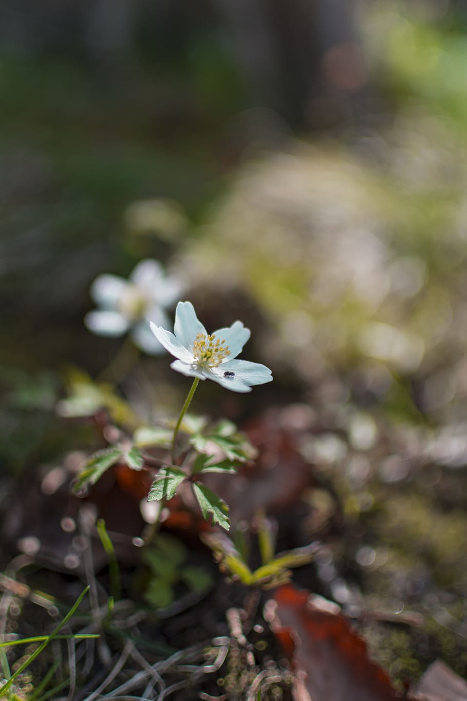 Close-Up Photography of White Player, bloom, blooming, blur, delicate HD wallpaper