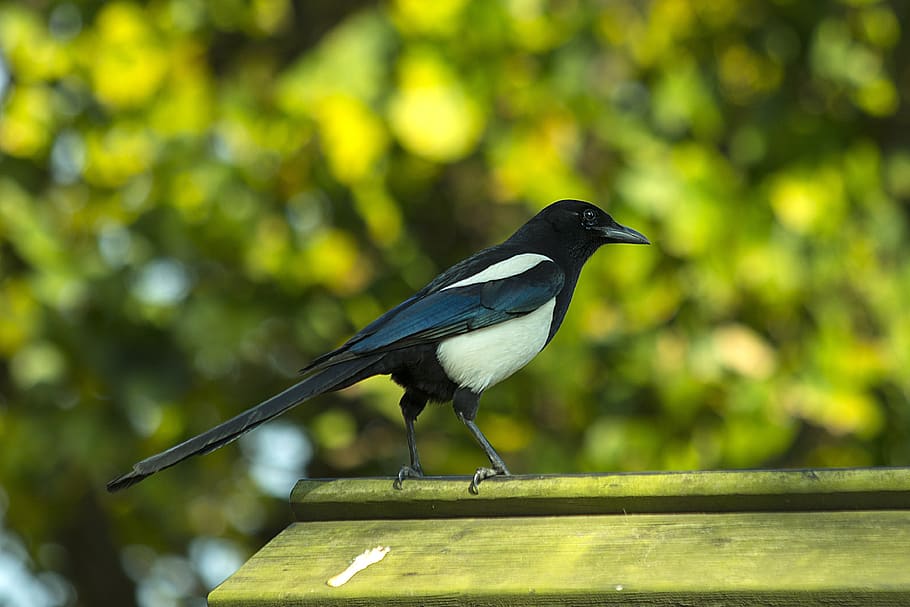 birds, corvidae, magpie, roof, animal wildlife, animal themes HD wallpaper