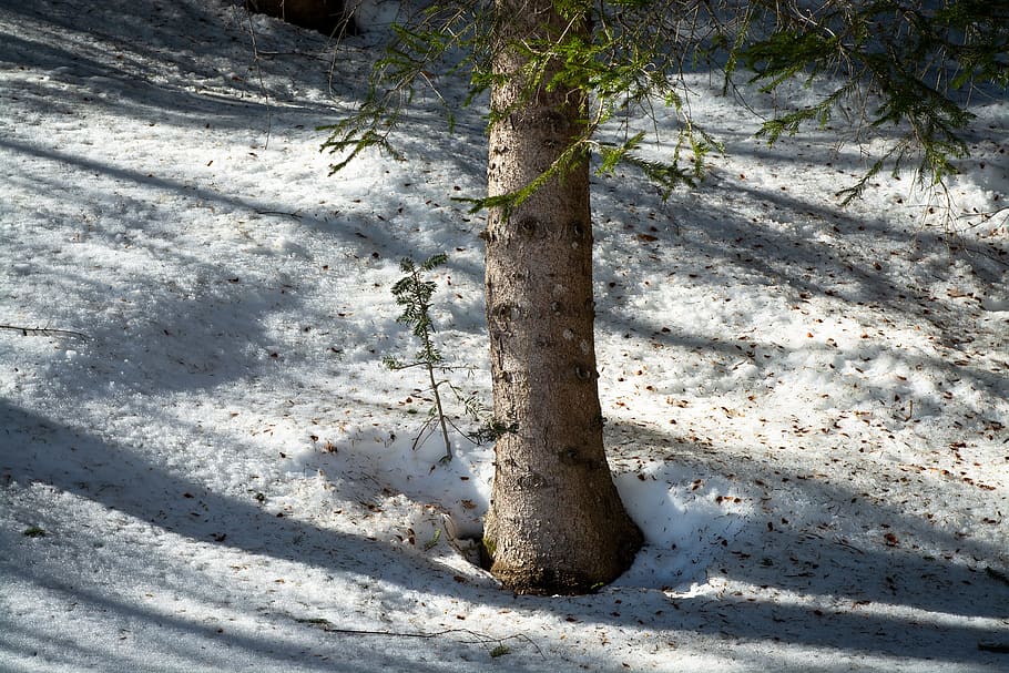 tree, winter, forest, snow, wintry, log, conifer, plant, nature HD wallpaper