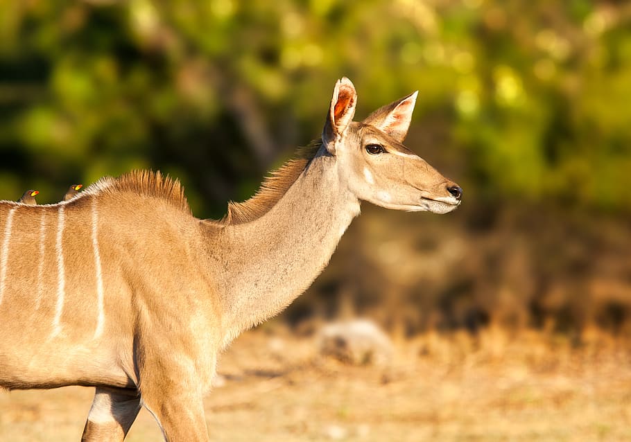 kudu, female, african antelope, deer, animal, wildlife, mammal, HD wallpaper