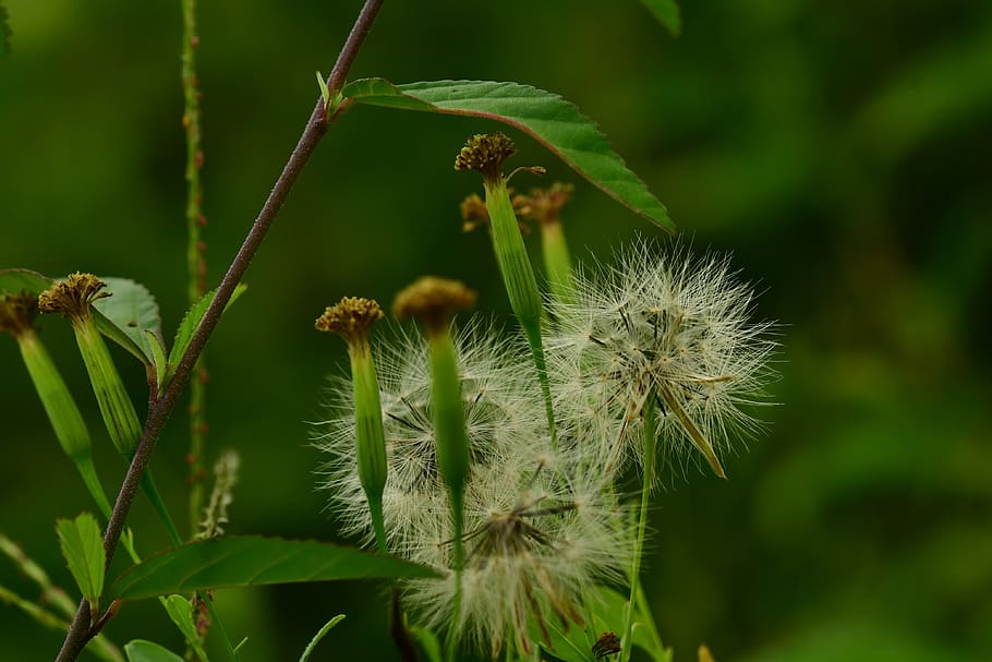 seeds, flying seeds, dandelion, fluffy, meadow, blossom, wind, HD wallpaper