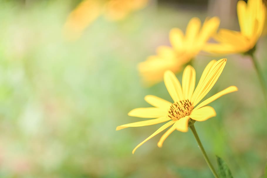 thailand, faculty of agriculture khon kaen university, flower, HD wallpaper