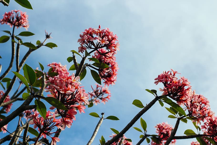 blue, sky, red, flowers, plant, flowering plant, growth, fragility HD wallpaper