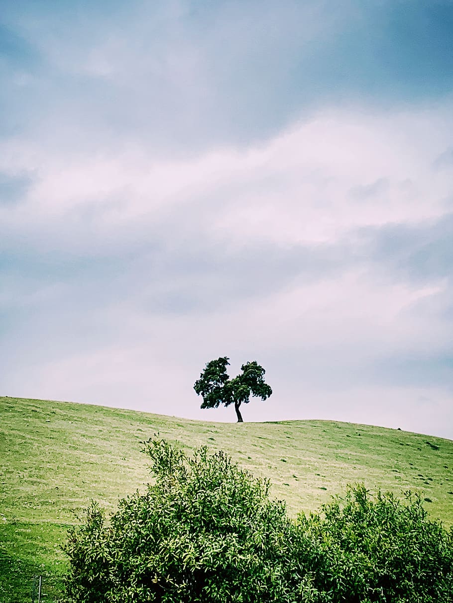 plant, tree, oak, grassland, outdoors, field, la carolina, spain HD wallpaper