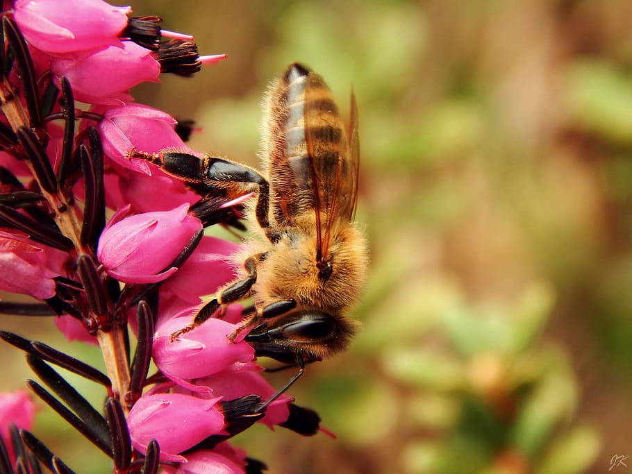 Close Up Photo of Honeybess Perching on Pink Flower Buds, bee HD wallpaper