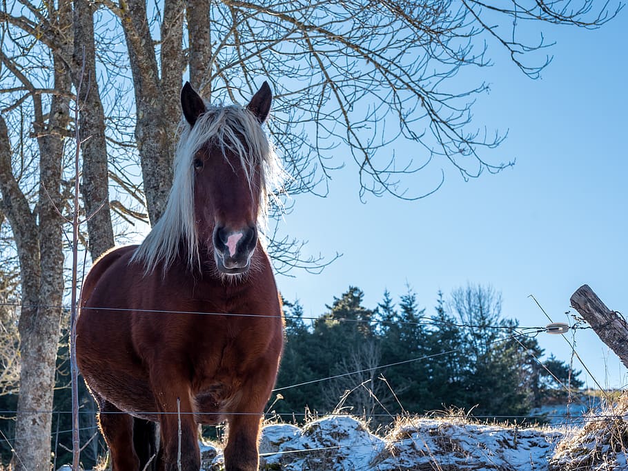 winter, snow, cold, nature, rural, animal, horse, red brown HD wallpaper