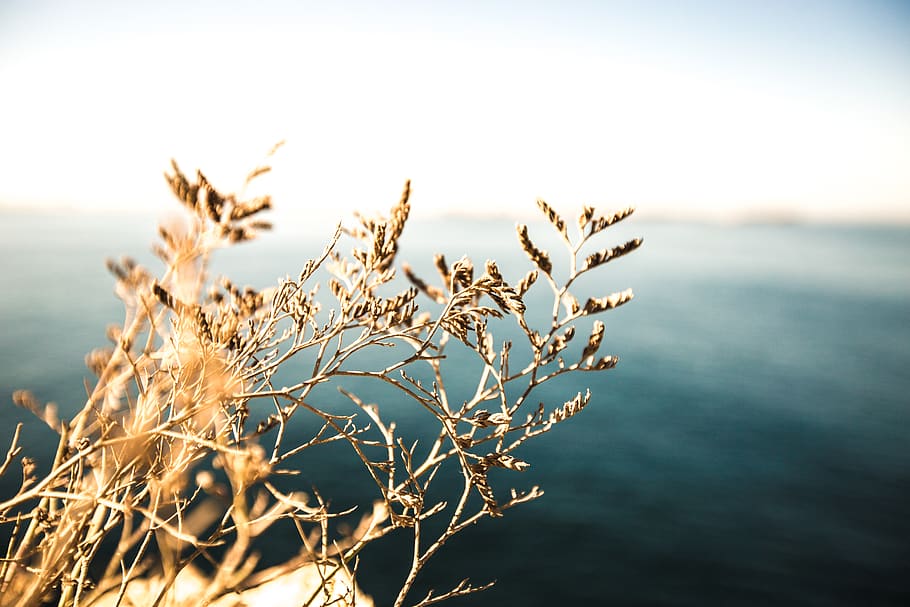 brown leaves on cliff, plant, grass, flora, reed, sunlight, tree HD wallpaper