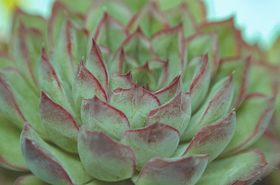 succulent, green color, plant, growth, beauty in nature, leaf HD wallpaper