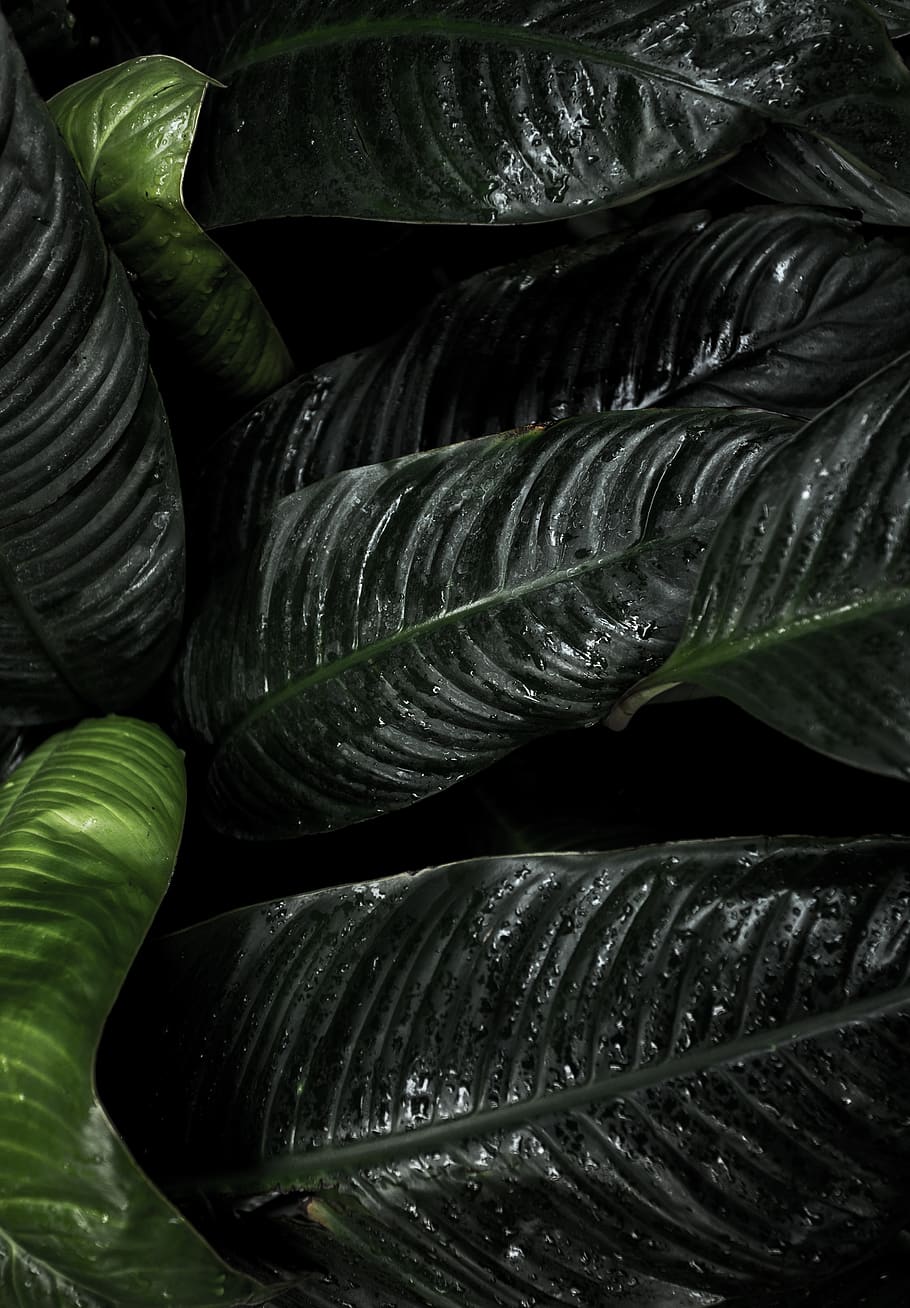 green leaf, plant, blossom, flower, water, outdoors, light, life HD wallpaper