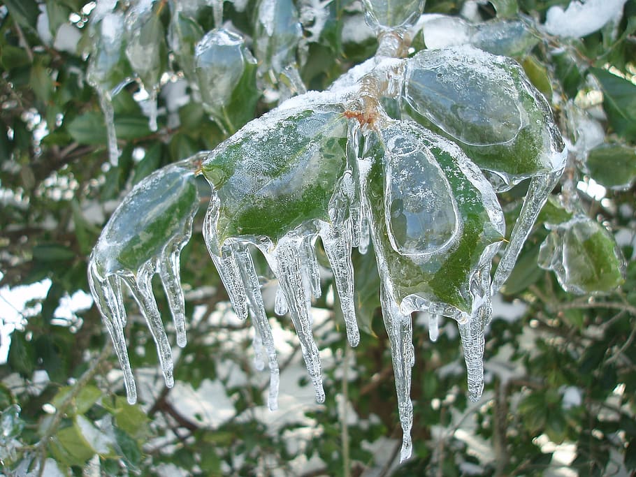 frozen, winter, nature, ice, snow, holly, bush, cold temperature HD wallpaper