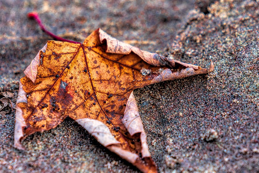 maple leaf beach, sand, outdoor, nature, yellow, texture, gravel HD wallpaper