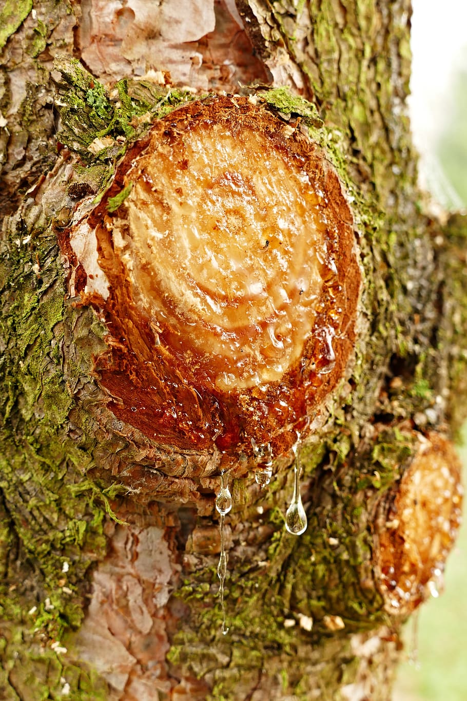pine, resin, bark, macro, pattern, natural, food, food and drink HD wallpaper