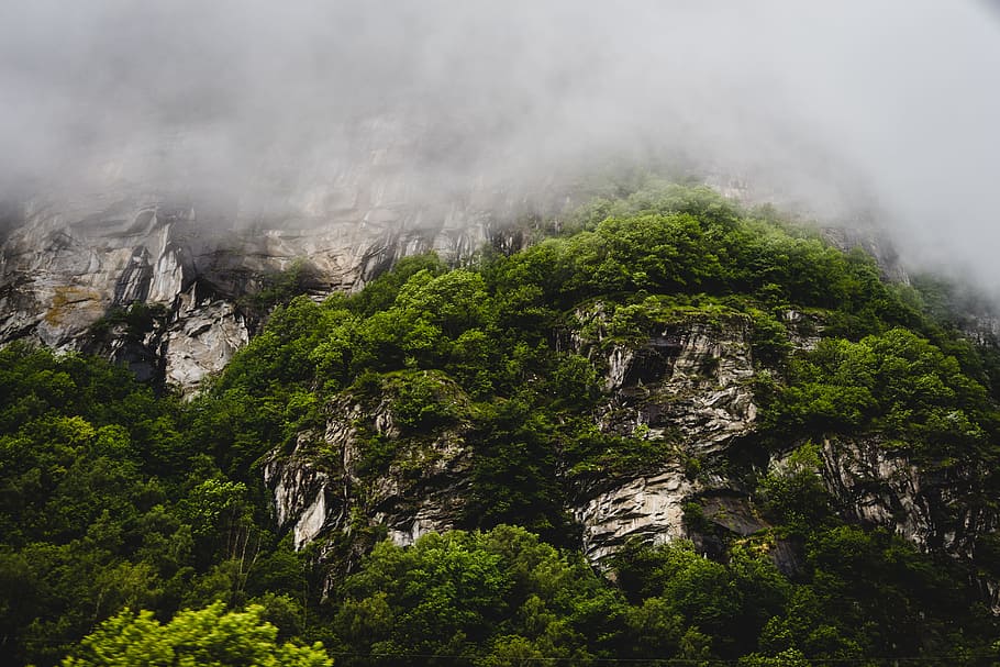 Mountain Vegetation, conifer, flora, fog, forest, grass, green HD wallpaper
