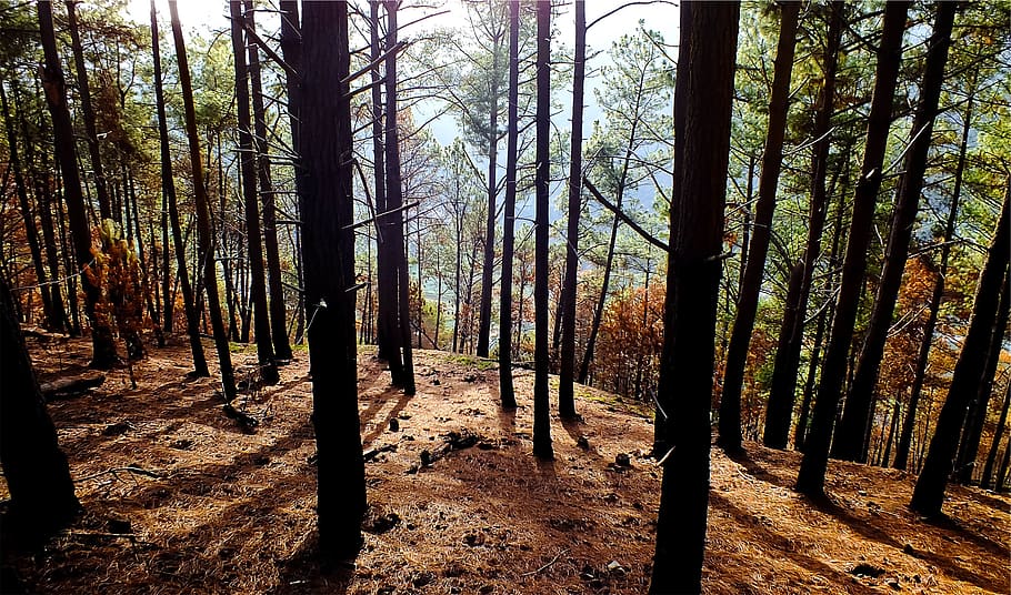 trees, forest, woods, nature, land, plant, trunk, tranquility HD wallpaper