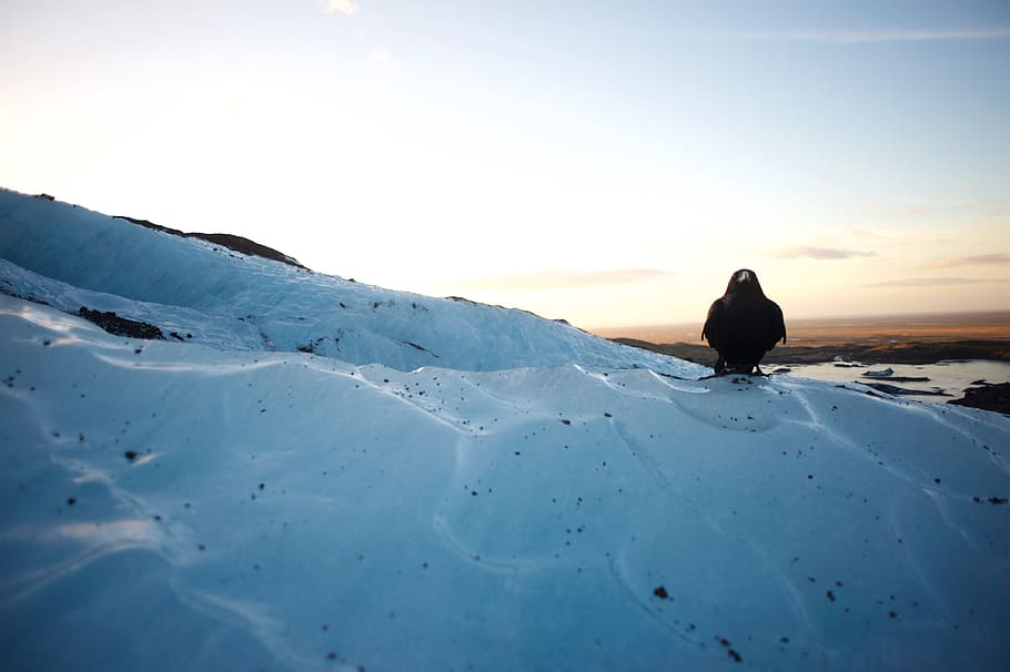 iceland, skaftafellsjökull, raven, sunset, animals, glacier, HD wallpaper