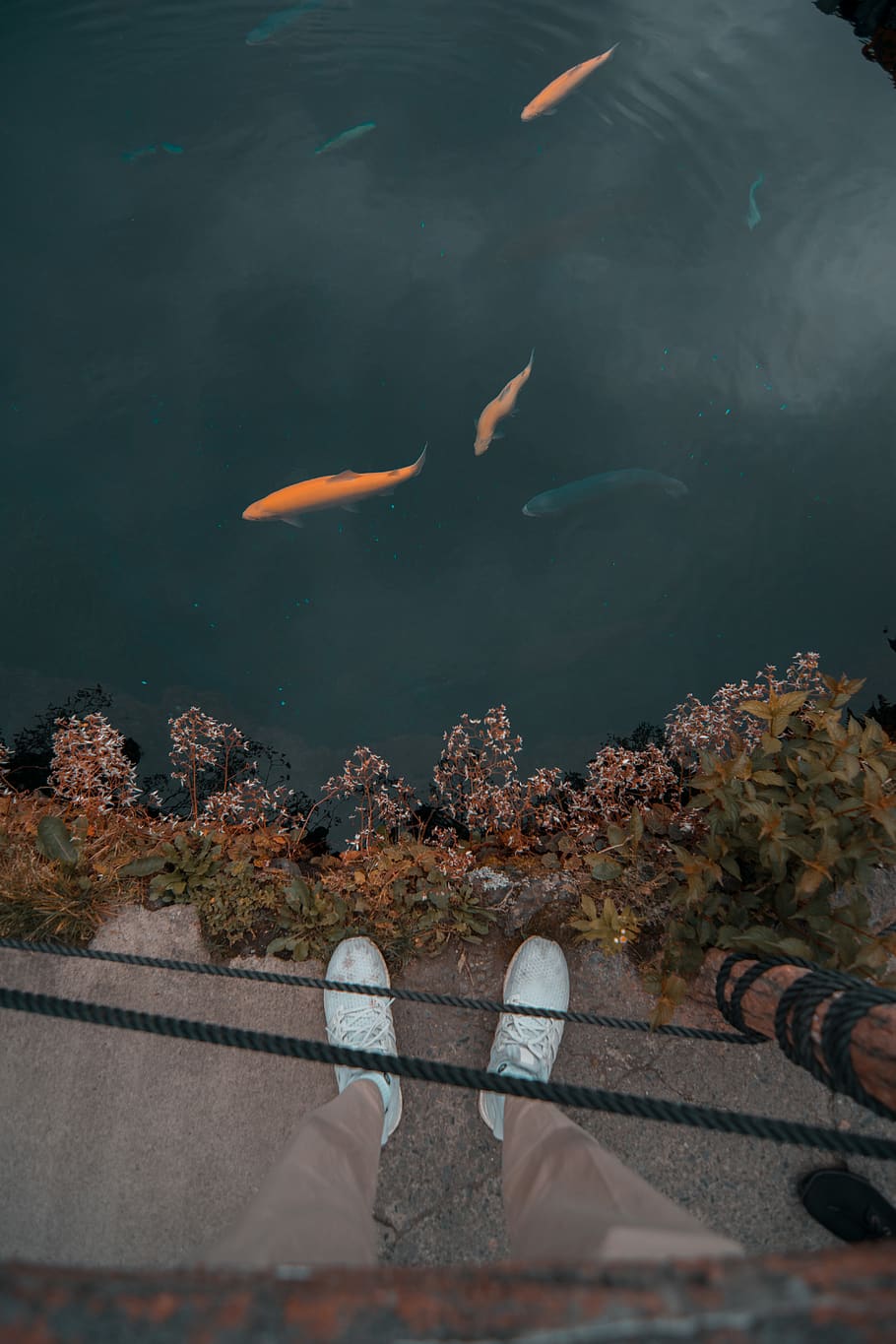 fish, animal, koi, carp, water, aquatic, goldfish, human, person HD wallpaper
