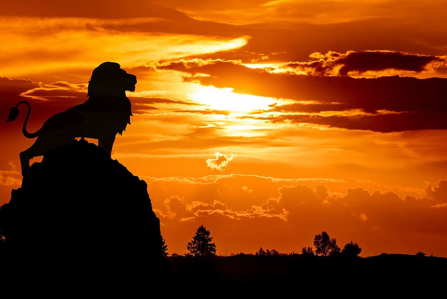 Lion standing in silhouette on rock at sunset. Photo illustration.