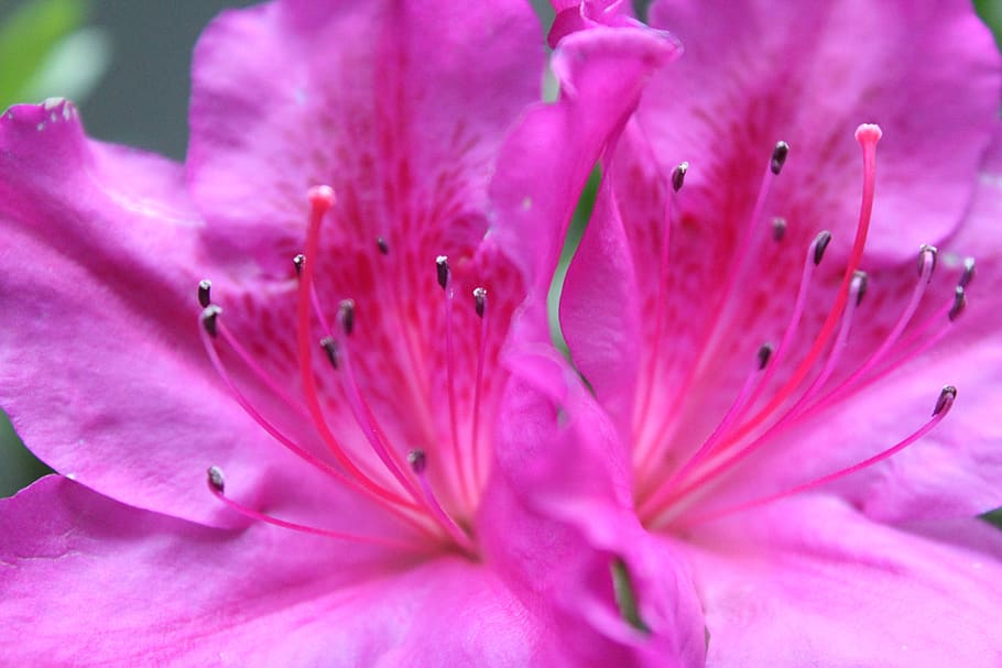 flower, texture, fuchsia, rosa, pistil, nature, color, flora HD wallpaper