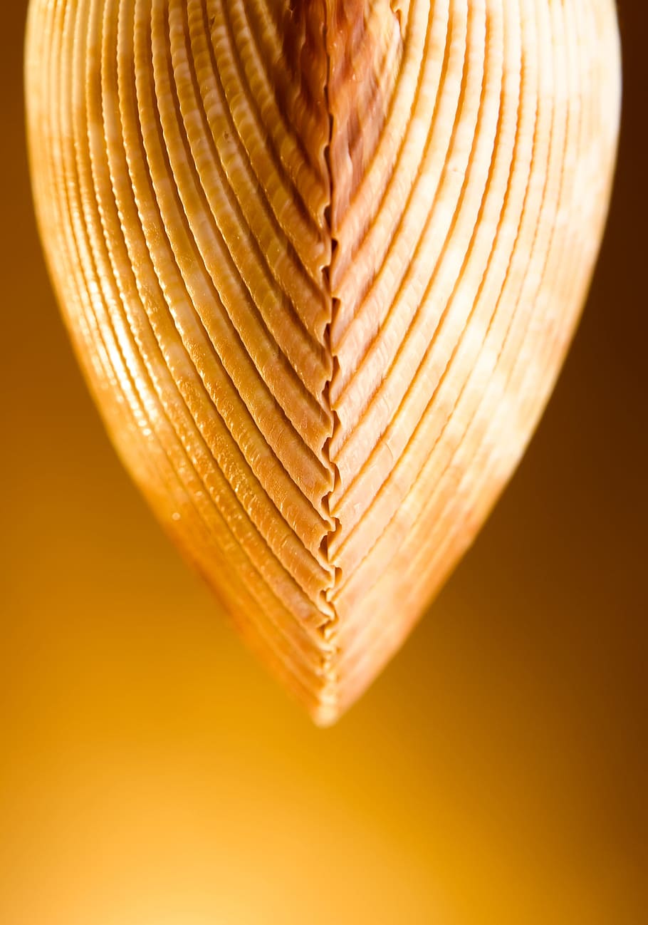 seashell, golden, macro, close-up, no people, love, heart shape HD wallpaper