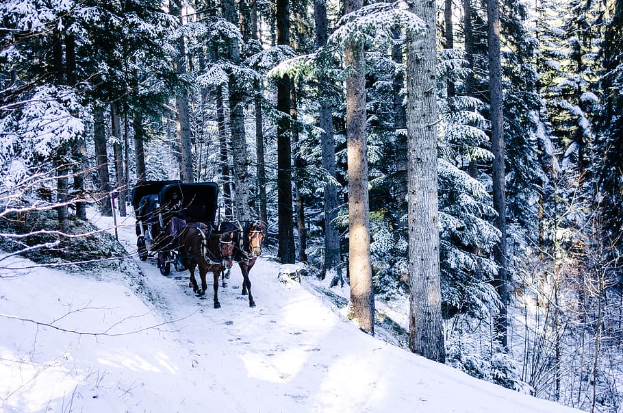 switzerland, grisons, snow, forest, horses, winter, trees, carriage HD wallpaper