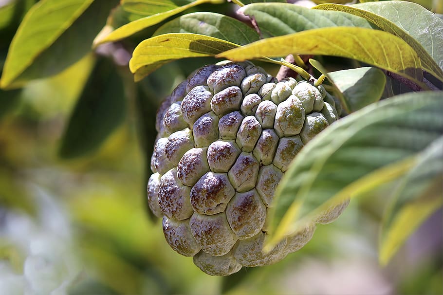 fruit, green, yellow, dof, bokeh, wallpaper, pattern, texture HD wallpaper