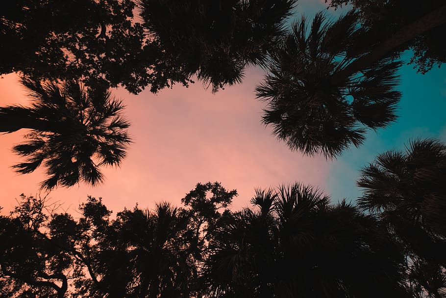 low angle coconut trees, sky, sunset, sunrise, outdoors, palm HD wallpaper