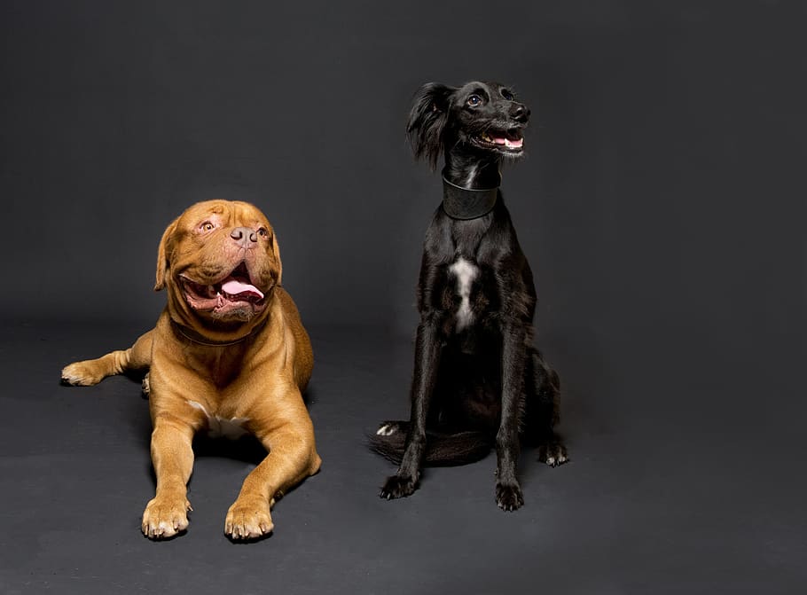 dogs, studio, low-key, canine, animal, pet-portrait, saluki HD wallpaper