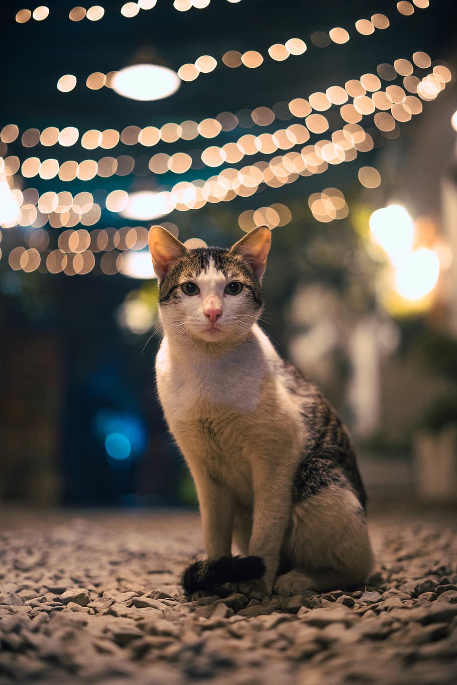 white and grey cat, mammal, animal themes, pets, illuminated HD wallpaper