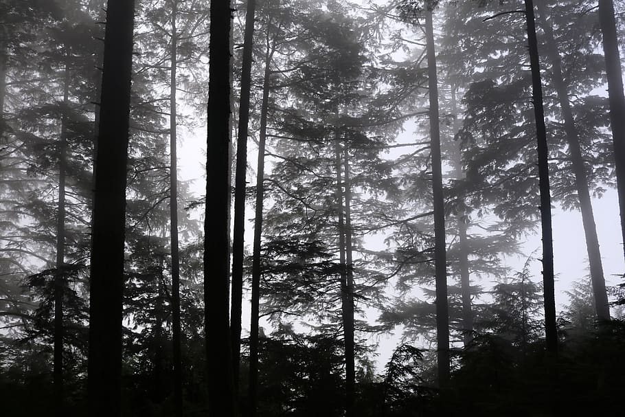 trees, forest, nature, landscape, fog, mystical, outdoors, atmosphere HD wallpaper