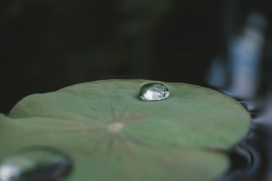 Water Dew on Green Lily Pod, blurred background, close-up, colors HD wallpaper