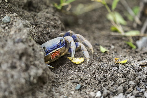 creature, sea, aminal, crisp, chip, soil, close, detail, macro HD wallpaper