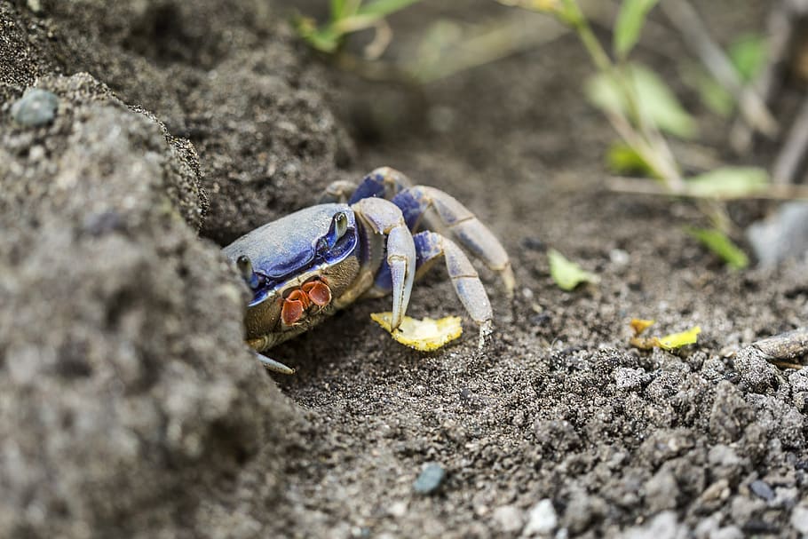 creature, sea, aminal, crisp, chip, soil, close, detail, macro HD wallpaper