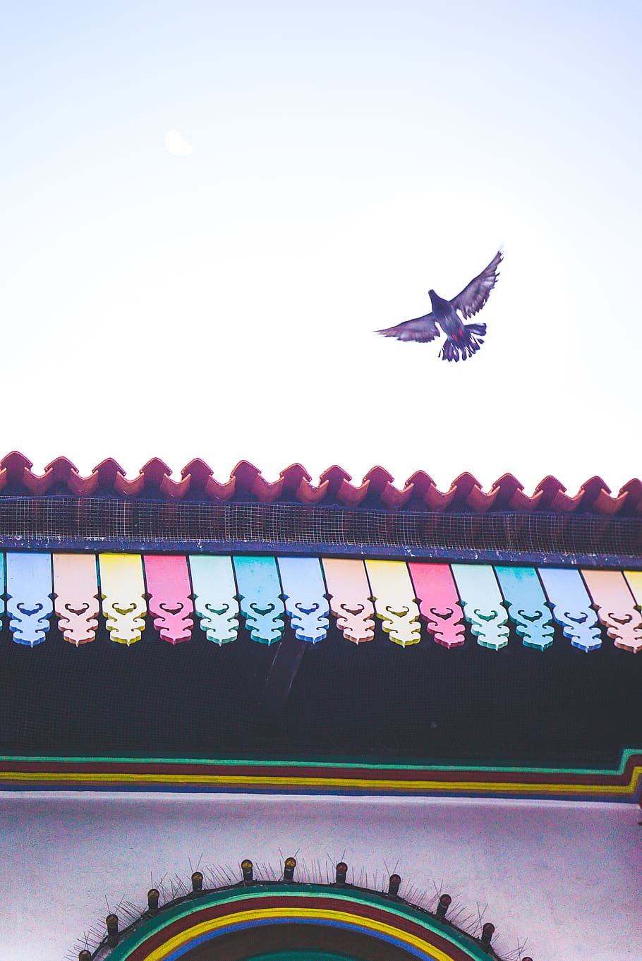 flying, animal, clear sky, bird, animal themes, vertebrate HD wallpaper