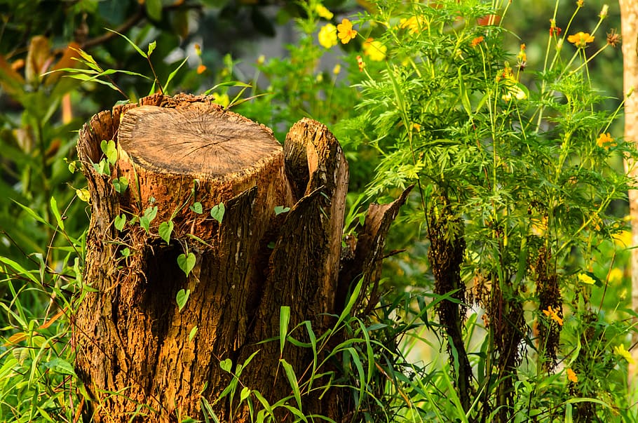 nature, tree, stump, green, wood, rest, old, destruction, silent HD wallpaper