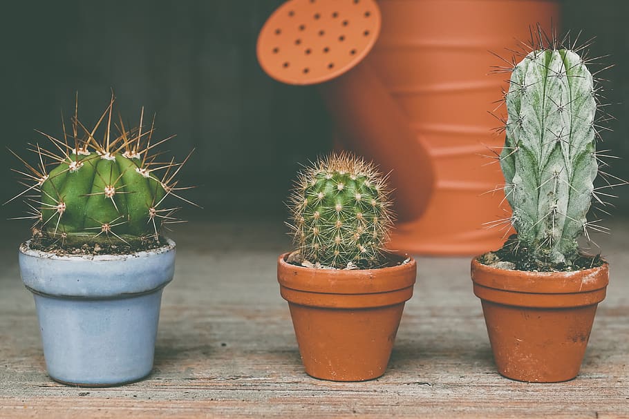 Three Green Cactus Plants, cacti, decoration, houseplant, pot plants HD wallpaper