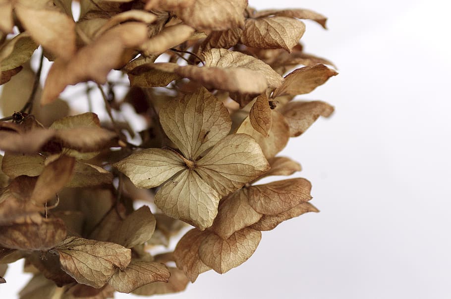 hydrangea, dead, flowers, brown, leaf, nature, plant, garden HD wallpaper