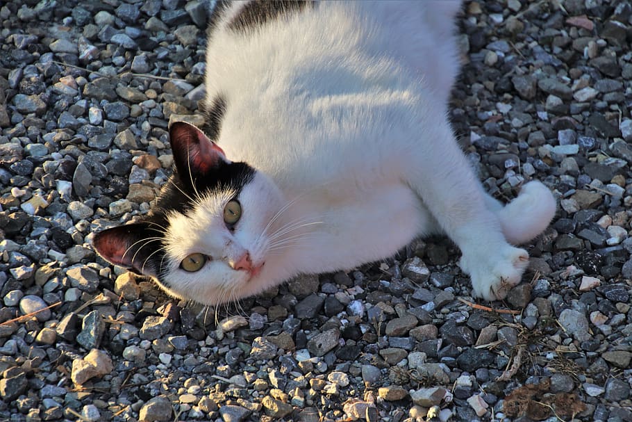 cat, white, animals, nice, fur, sweet, looks, playful, an interesting HD wallpaper