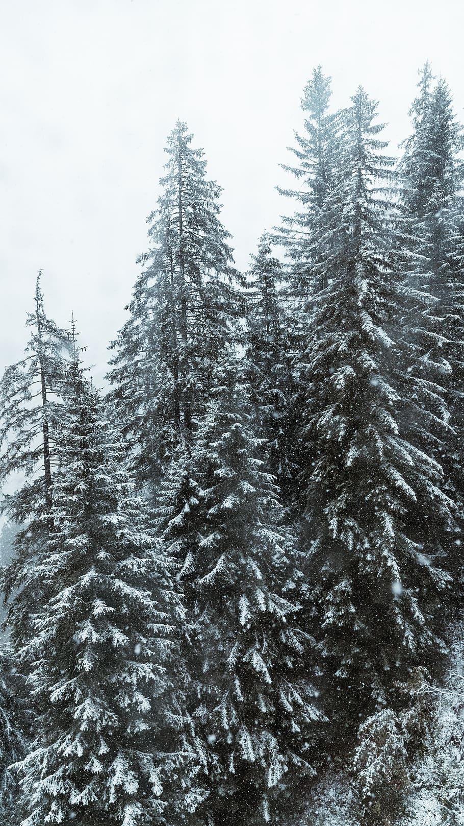 pinetrees covered with snow, plant, fir, flora, abies, conifer