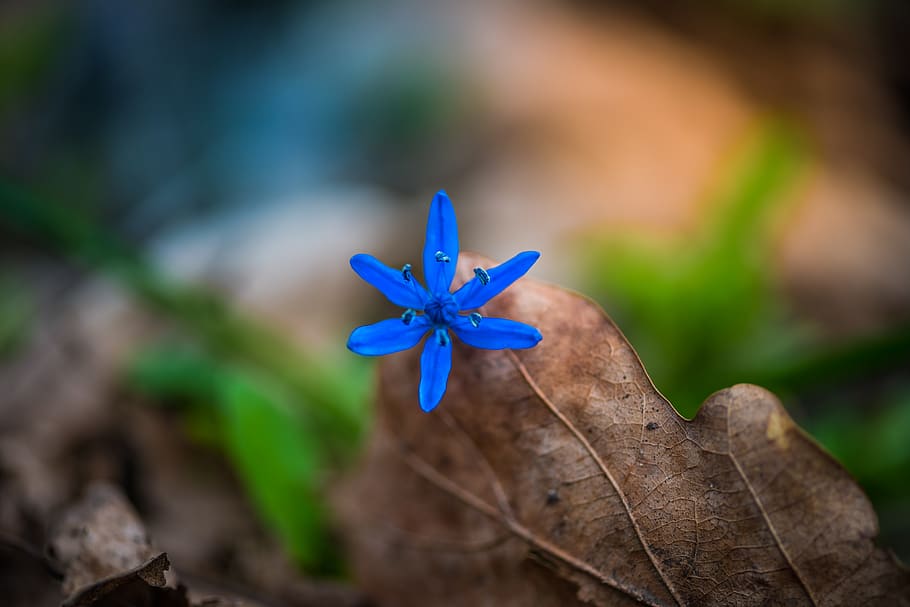 blue, close-up, fragility, focus on foreground, plant, vulnerability HD wallpaper