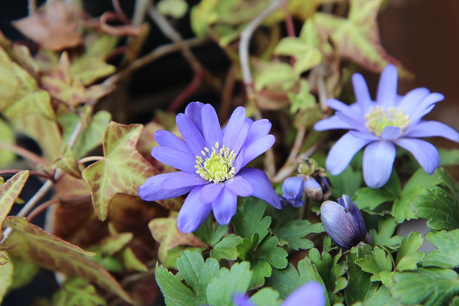 anemone, flowering, flowers, spring, petals, flowering plant HD wallpaper