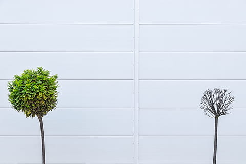 green leaf plant, tree, wall, dead, alive, garden, nature, wildlife HD wallpaper
