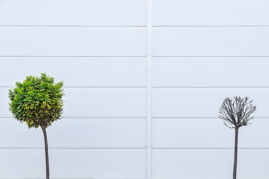 green leaf plant, tree, wall, dead, alive, garden, nature, wildlife HD wallpaper